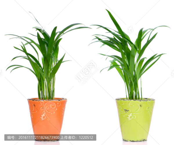 室內(nèi)盆栽植物