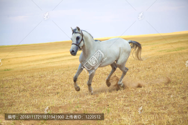 阿拉伯馬馳騁