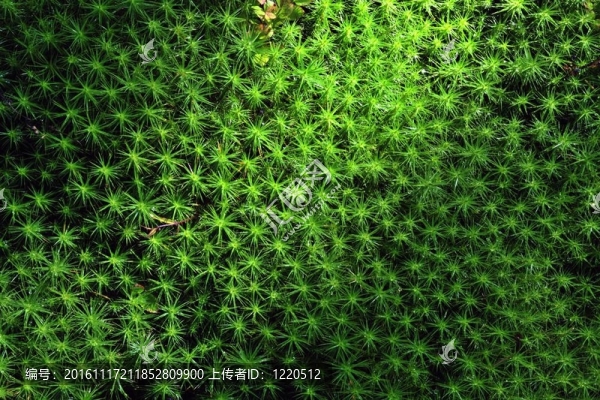 Green,Moss的背景