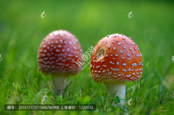 粉木耳蘑菇