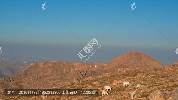 高高的落基山脈中的夏天的早晨