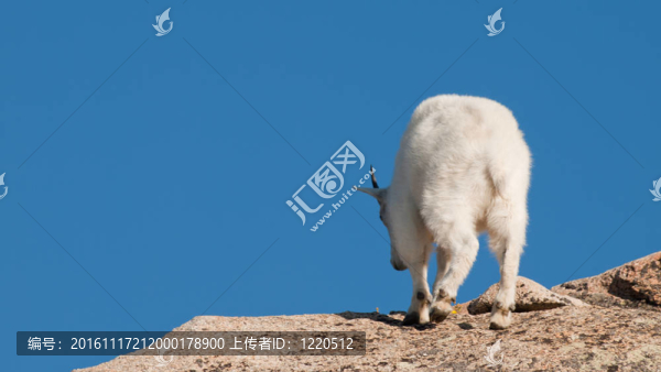 山的山羊