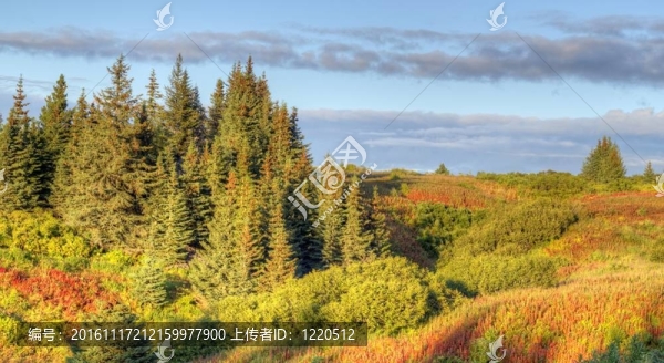 在溫暖的傍晚阿拉斯加云杉林緣