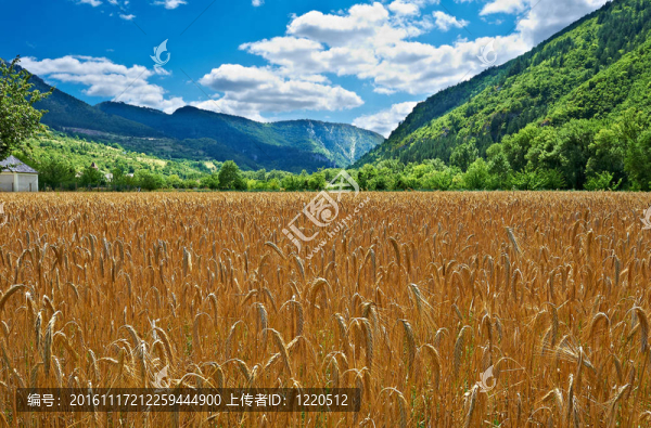 小麥田