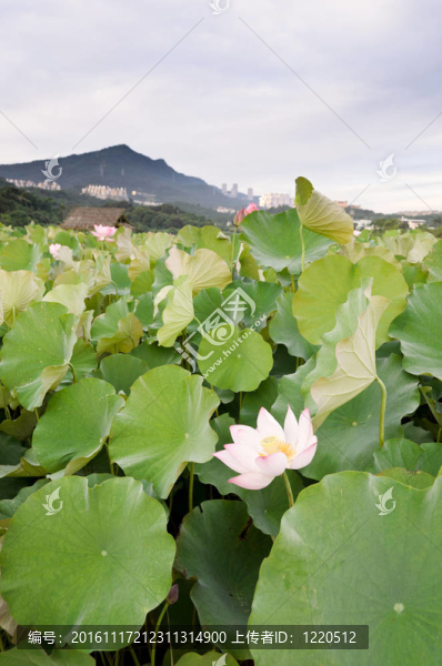荷花農(nóng)場(chǎng)