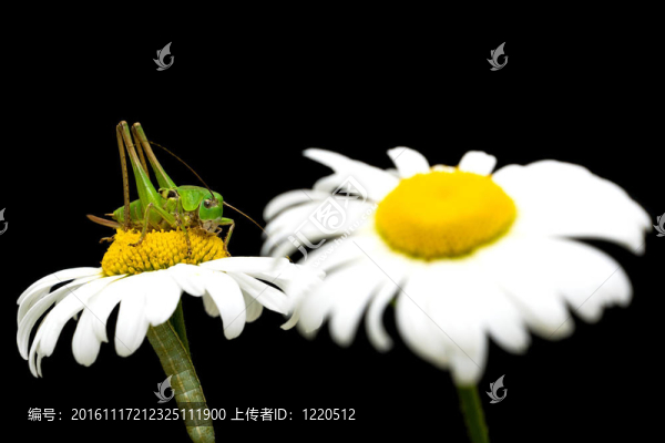 在一朵雛菊的蚱蜢