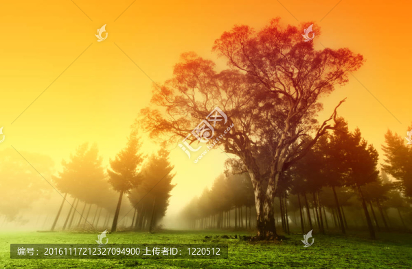 脆林日出