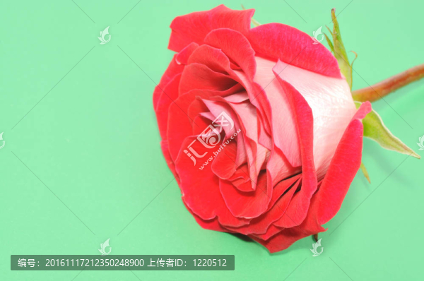 紅玫瑰