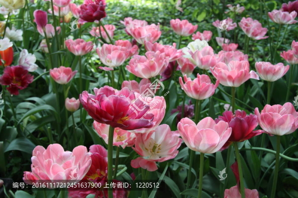 花園里的新鮮春天的郁金香