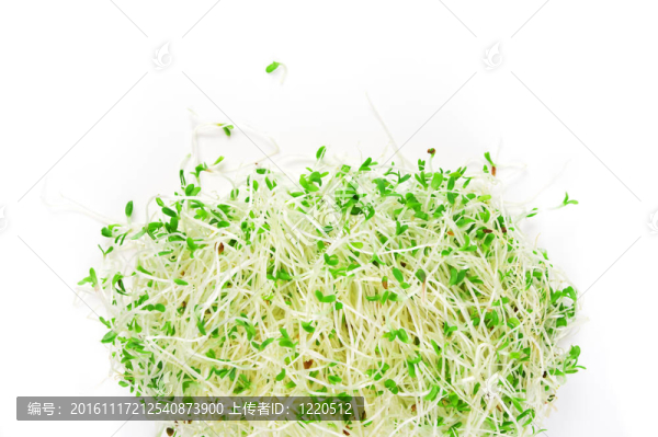 苜蓿芽