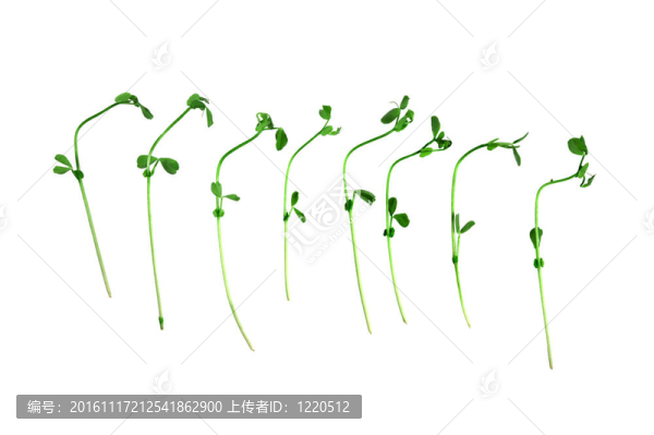 雪豌豆苗