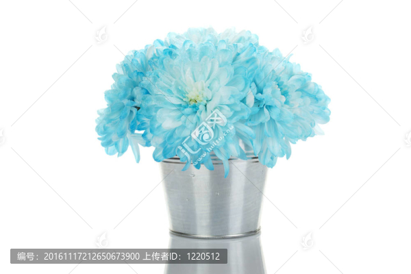 在一個(gè)桶里的藍(lán)色的菊花