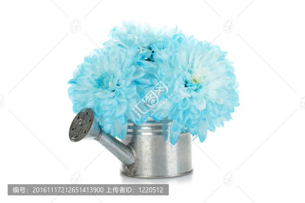 澆水可以與藍(lán)色的花朵