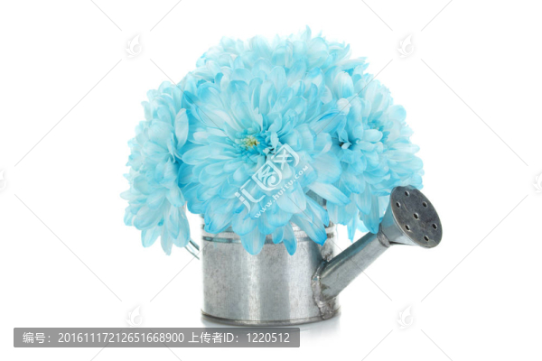 澆水可以與藍色的花朵