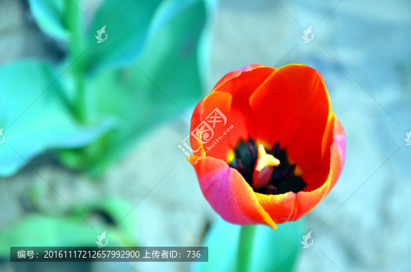 紅色郁金香花朵