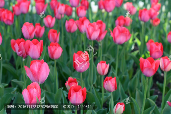 郁金香