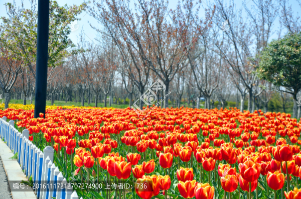 郁金香花園