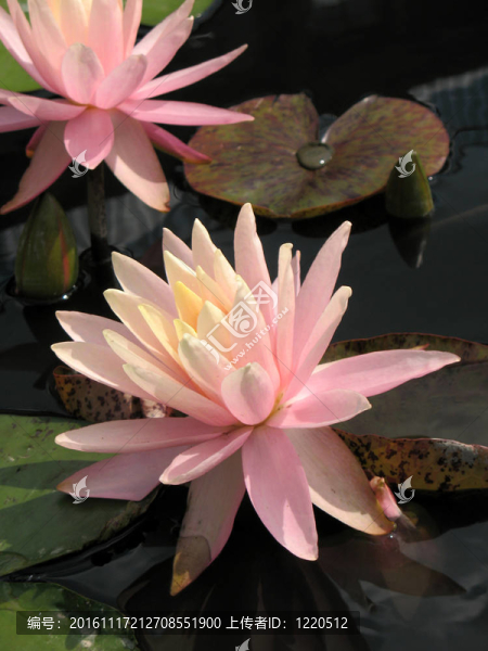 水百合