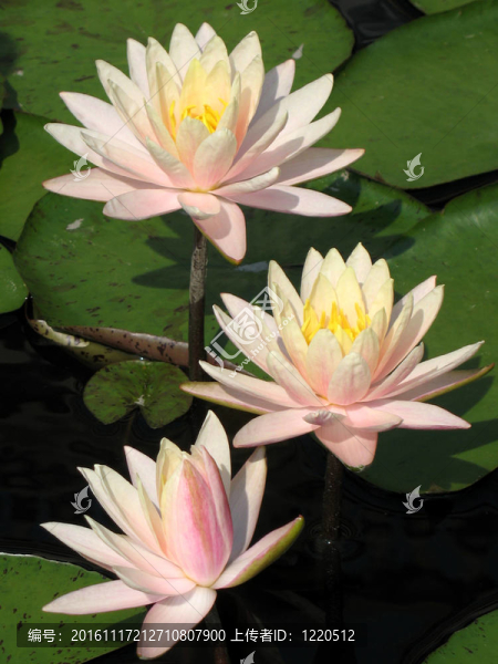 水百合