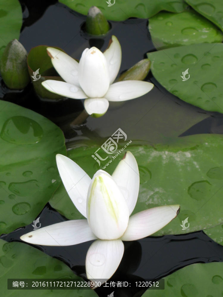 水百合
