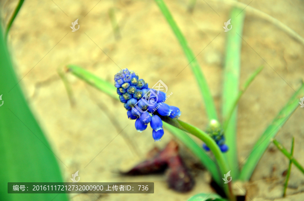 葡萄風(fēng)信子