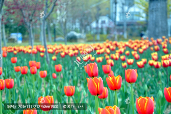 美麗的紅色郁金香花園