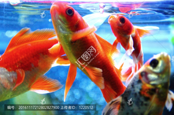 金魚被喂養(yǎng)在水族館里