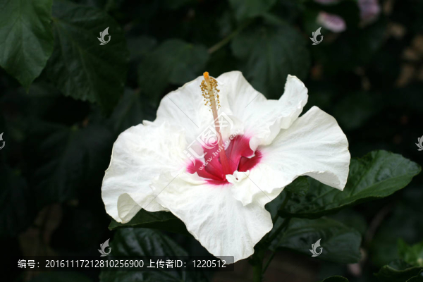 扶桑