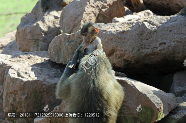 狒狒寶寶