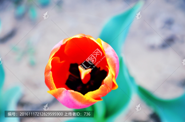 郁金香花