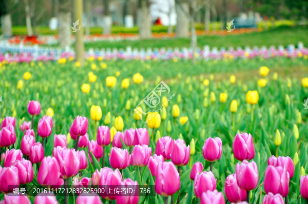 郁金香花園