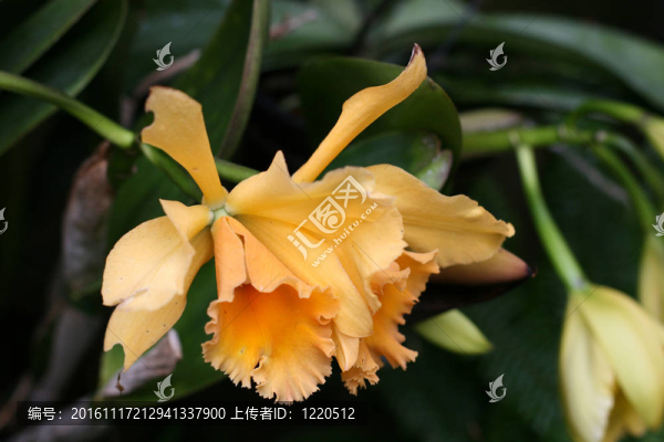 蘭花