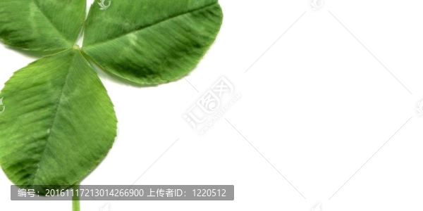 三葉草