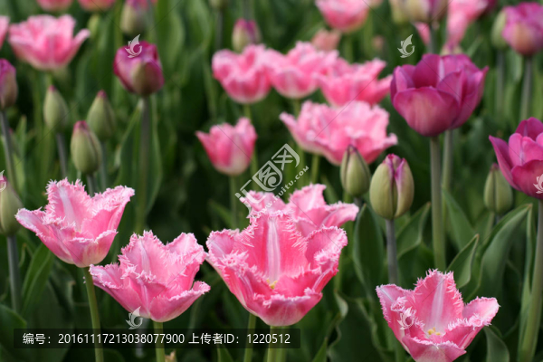 郁金香