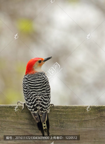 紅腹Woodpecker；Melanerpes,carolinus