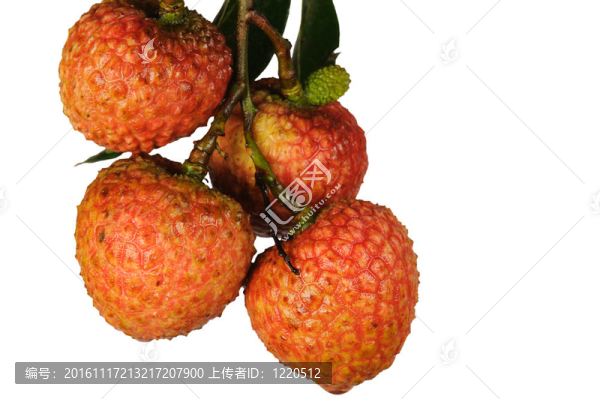 荔枝葉