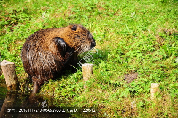 河浣熊、水獺
