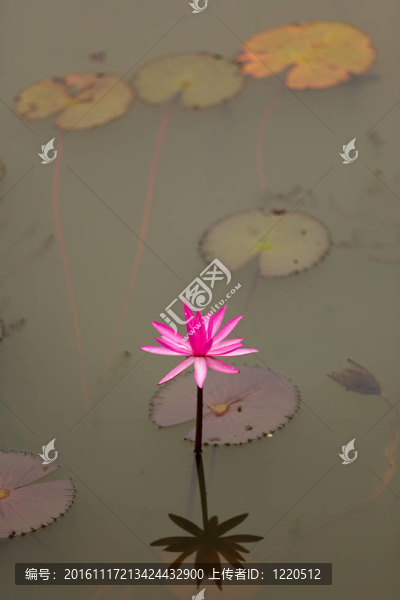 粉色的睡蓮的花