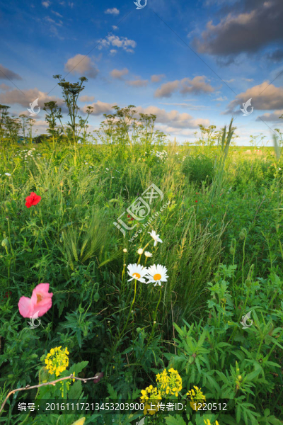 夏日美麗的鮮花田野