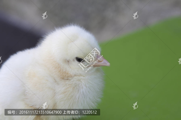 小雞