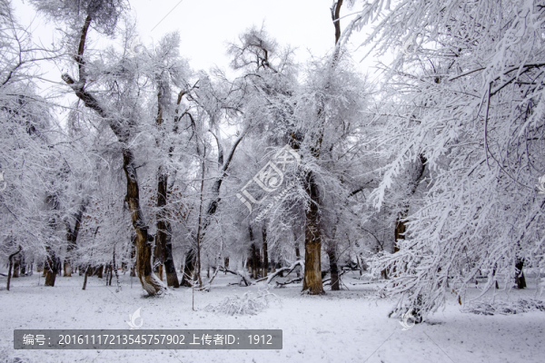 冬天的樹林