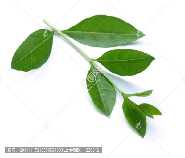 指甲花葉分離