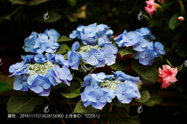 花束
