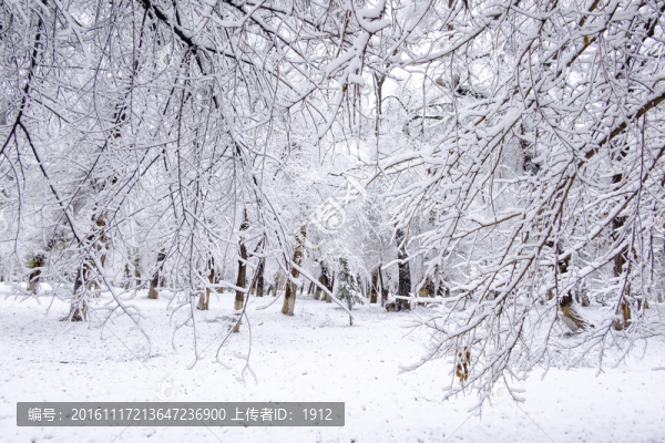 冬天的樹林