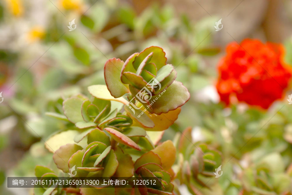 花葉色（calankhoe）