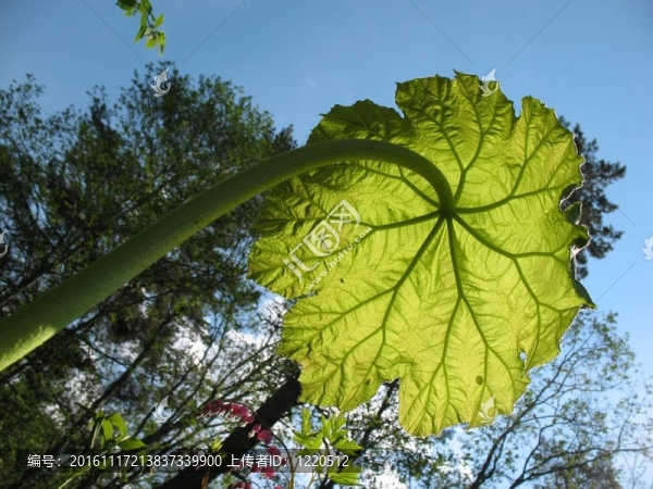 大葉子-匯圖網(wǎng) www.fosd68.com 大葉子