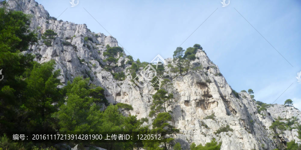 黑醋栗的墻