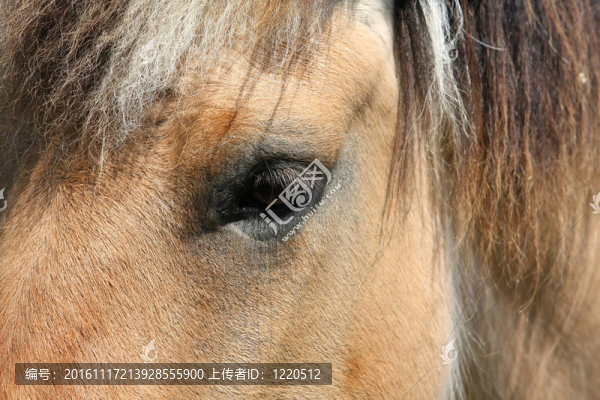 挪威峽灣馬