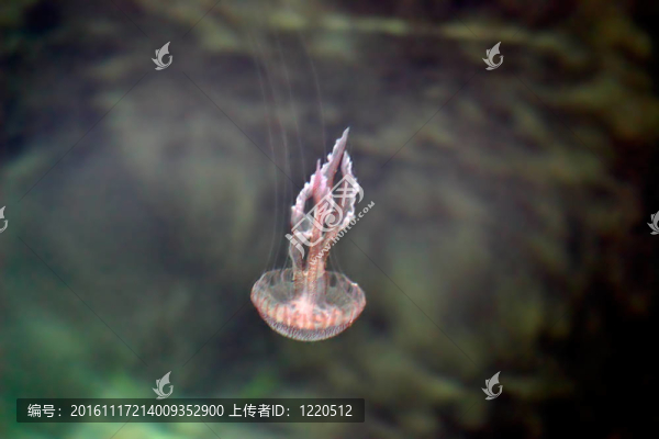 水母