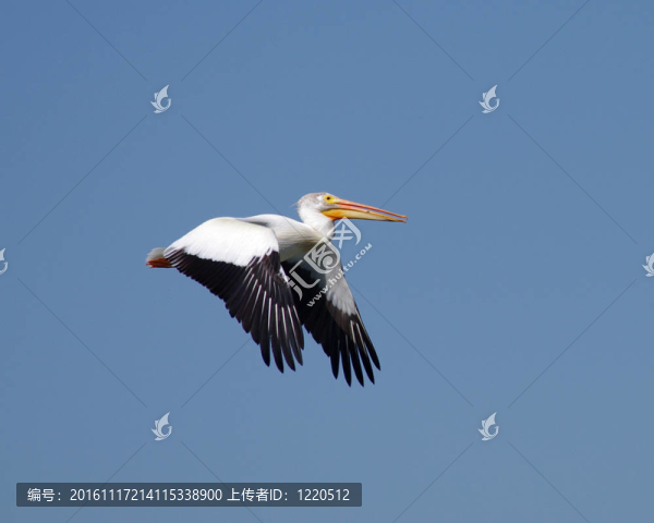鵜鶘